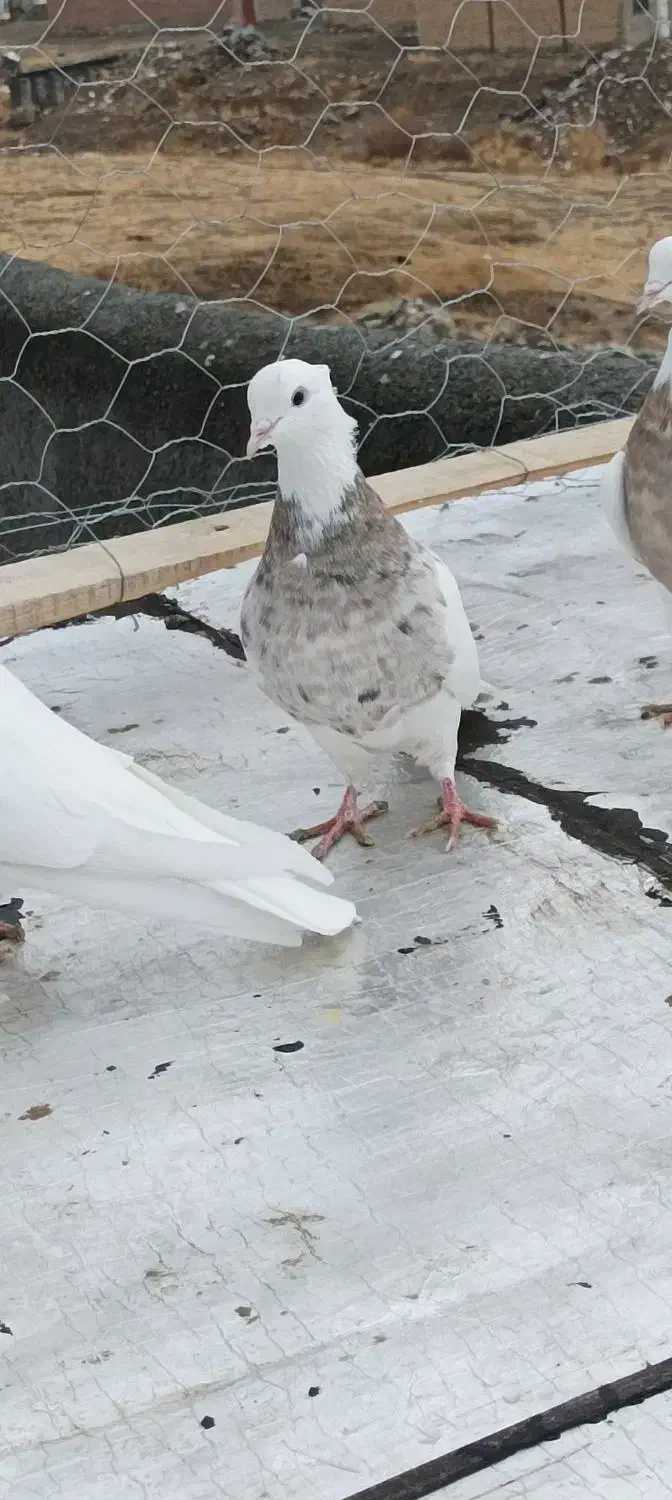 کبوتر|پرنده|سنندج, |دیوار