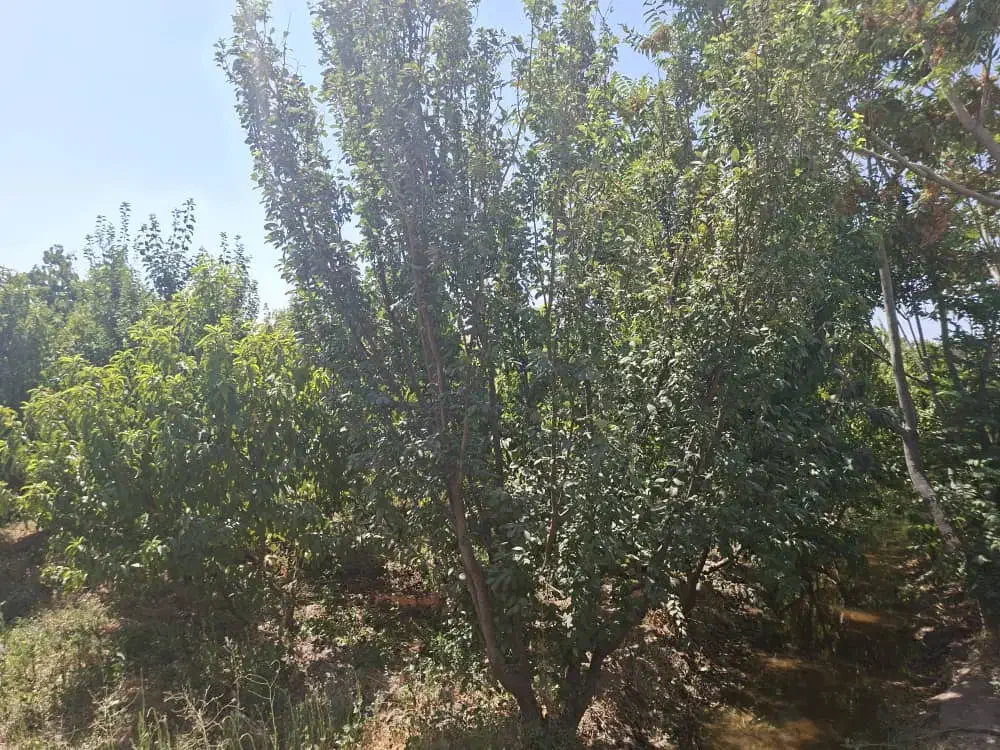 باغ ۸۵۰۰ متری تهاتر با آپارتمان و ماشین|فروش زمین و ملک کلنگی|رباط‌کریم, منجیل آباد|دیوار