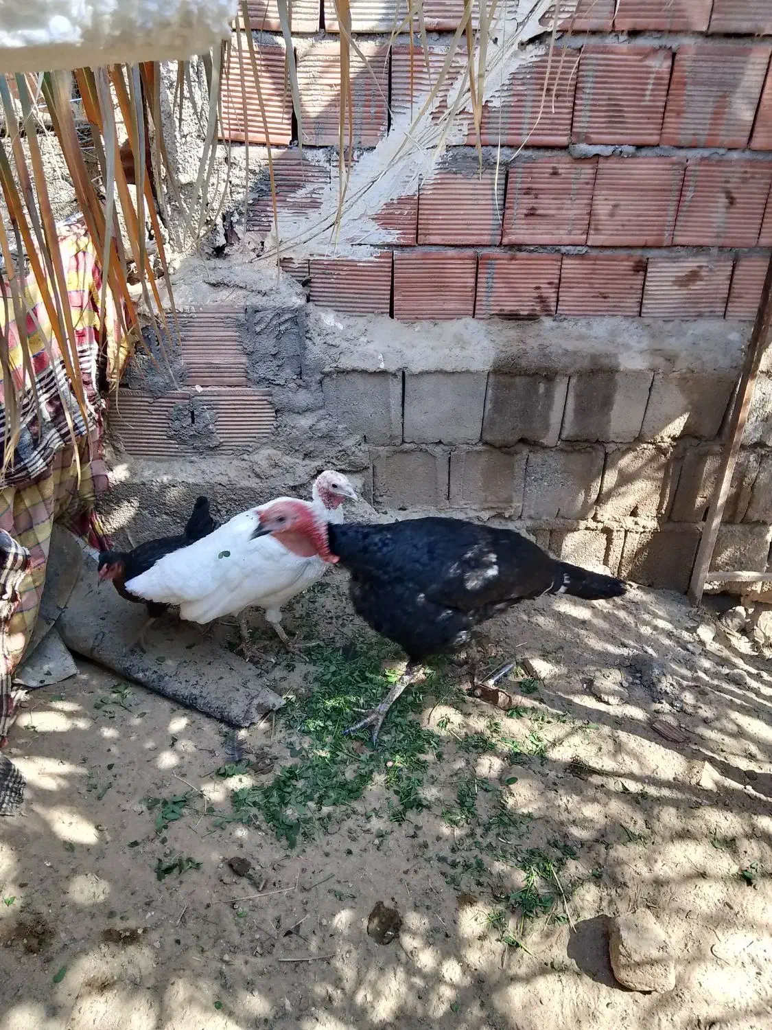 بوقلمون|حیوانات مزرعه|بم, |دیوار