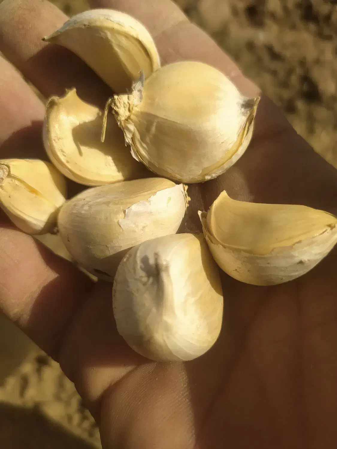 سیر|خوردنی و آشامیدنی|بهار, |دیوار