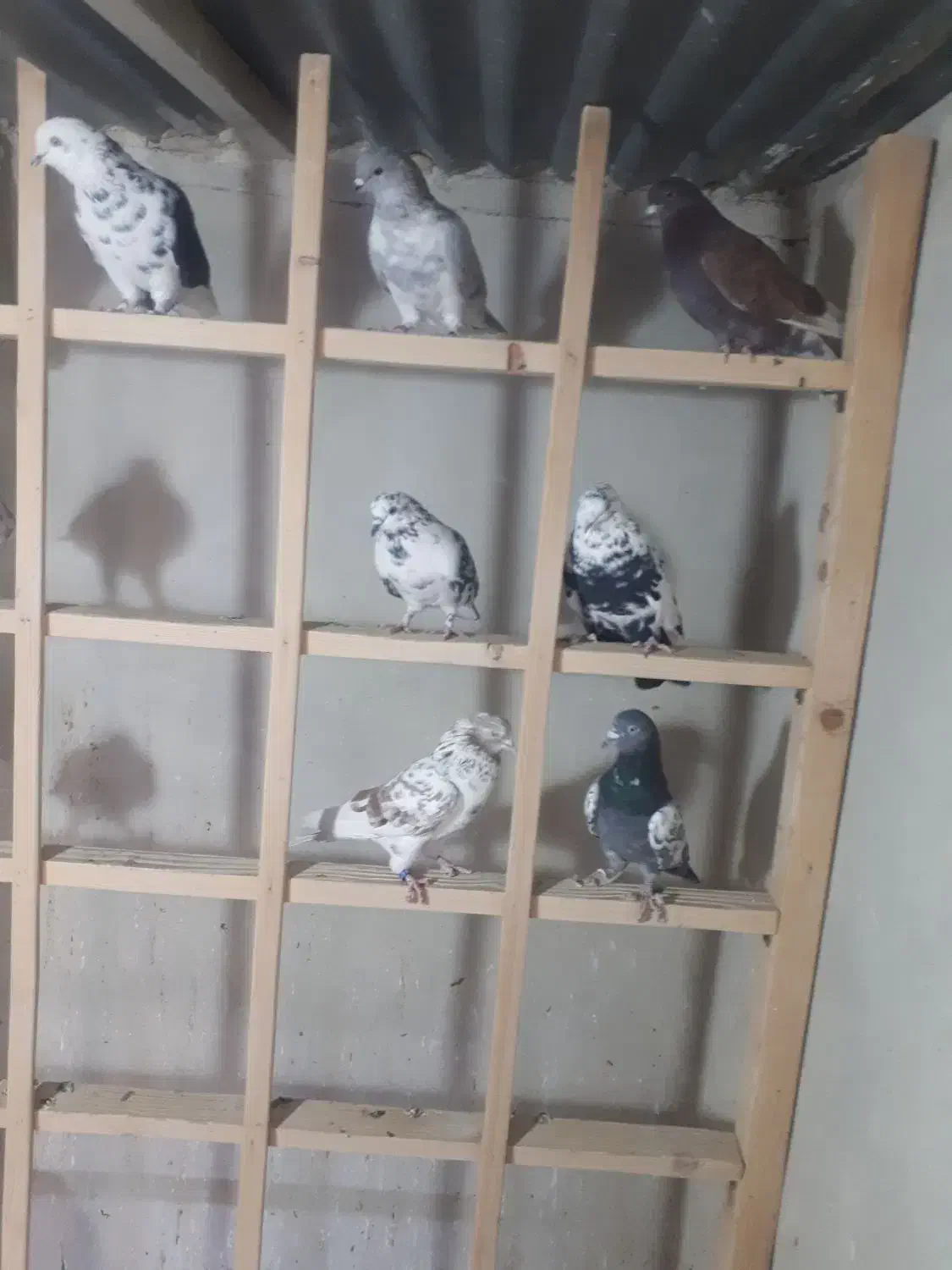 کبوتر پرشی|پرنده|کرج, کمال‌شهر|دیوار