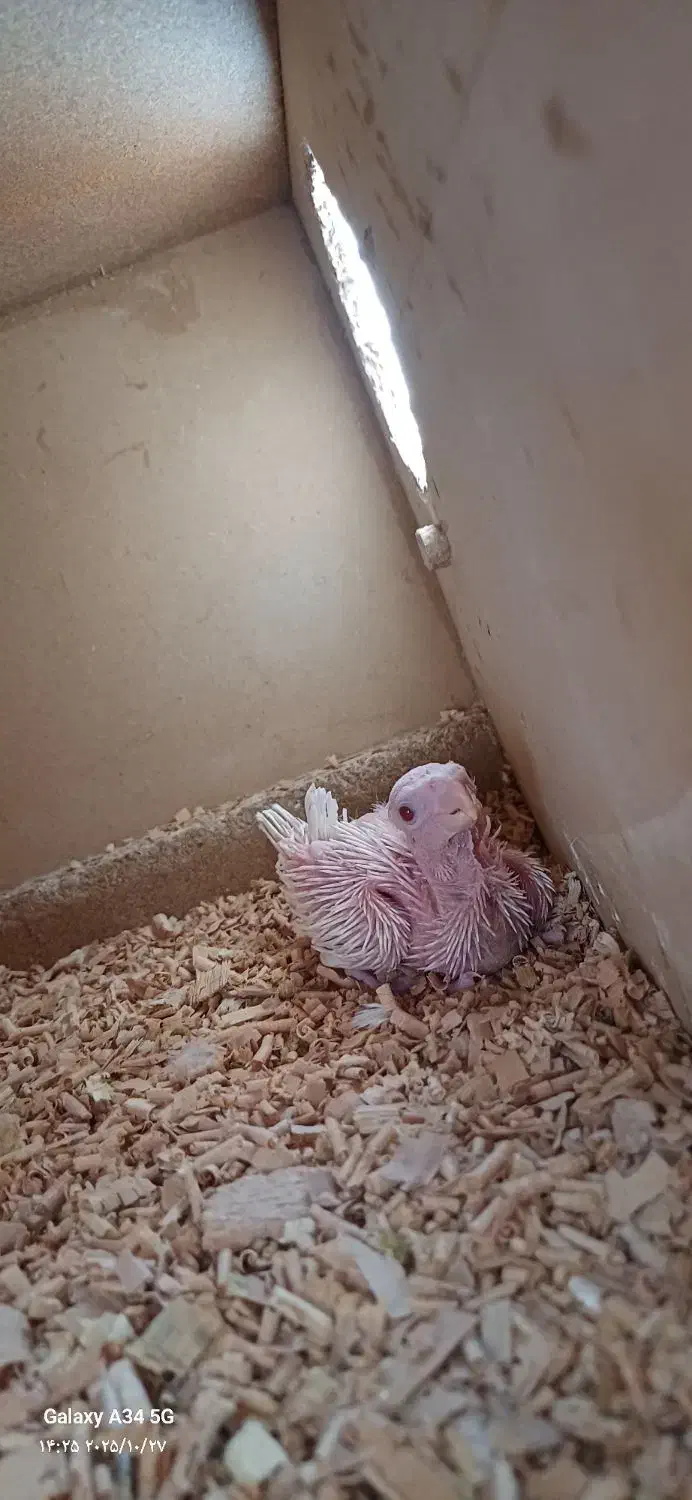 جوجه عروس هلندی|پرنده|خمینیشهر, |دیوار