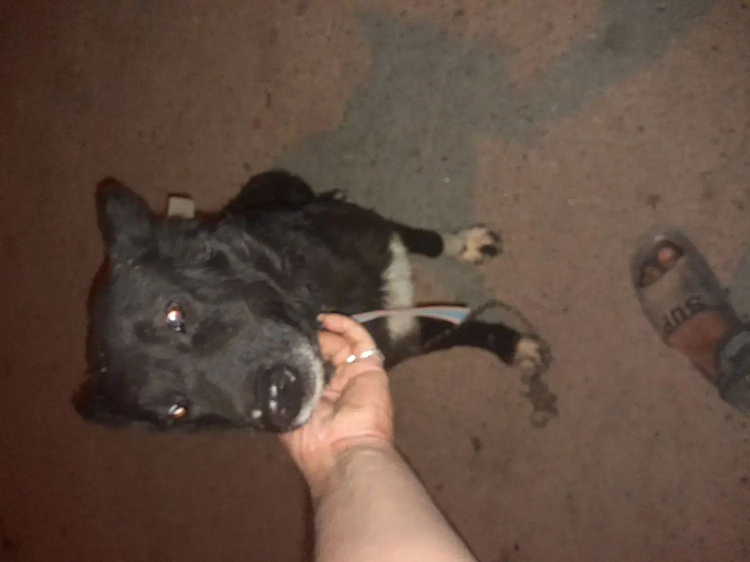 سگ گرگی|سگ|دزفول, |دیوار