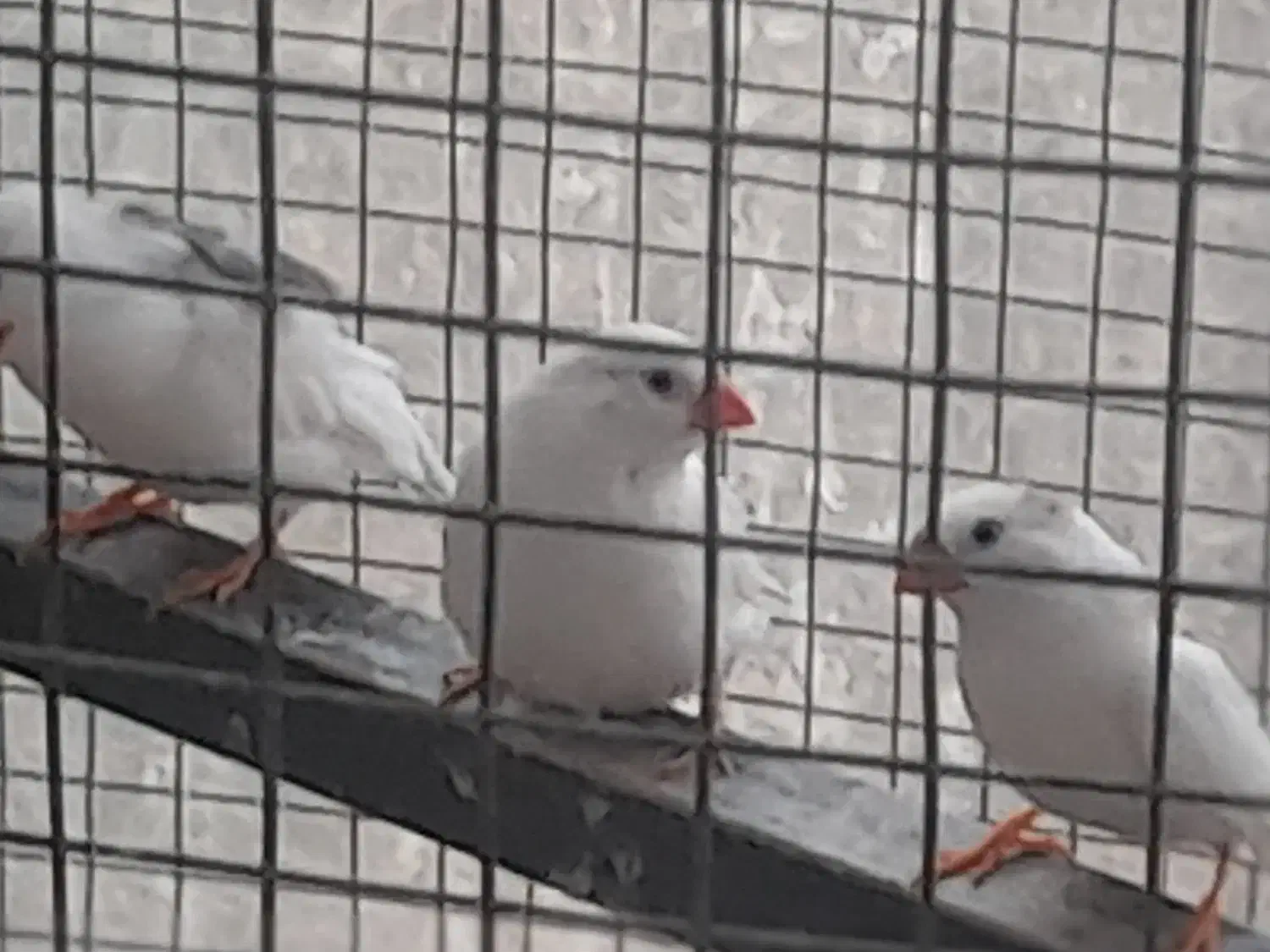 فنچ|پرنده|اصفهان, اشکاوند|دیوار