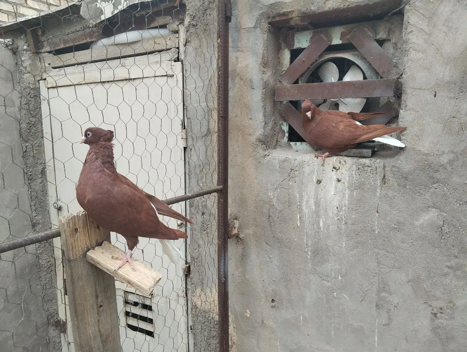 جفت کاغذی دم سفید ودوماده سرخ دم سفید|پرنده|سوسنگرد, |دیوار