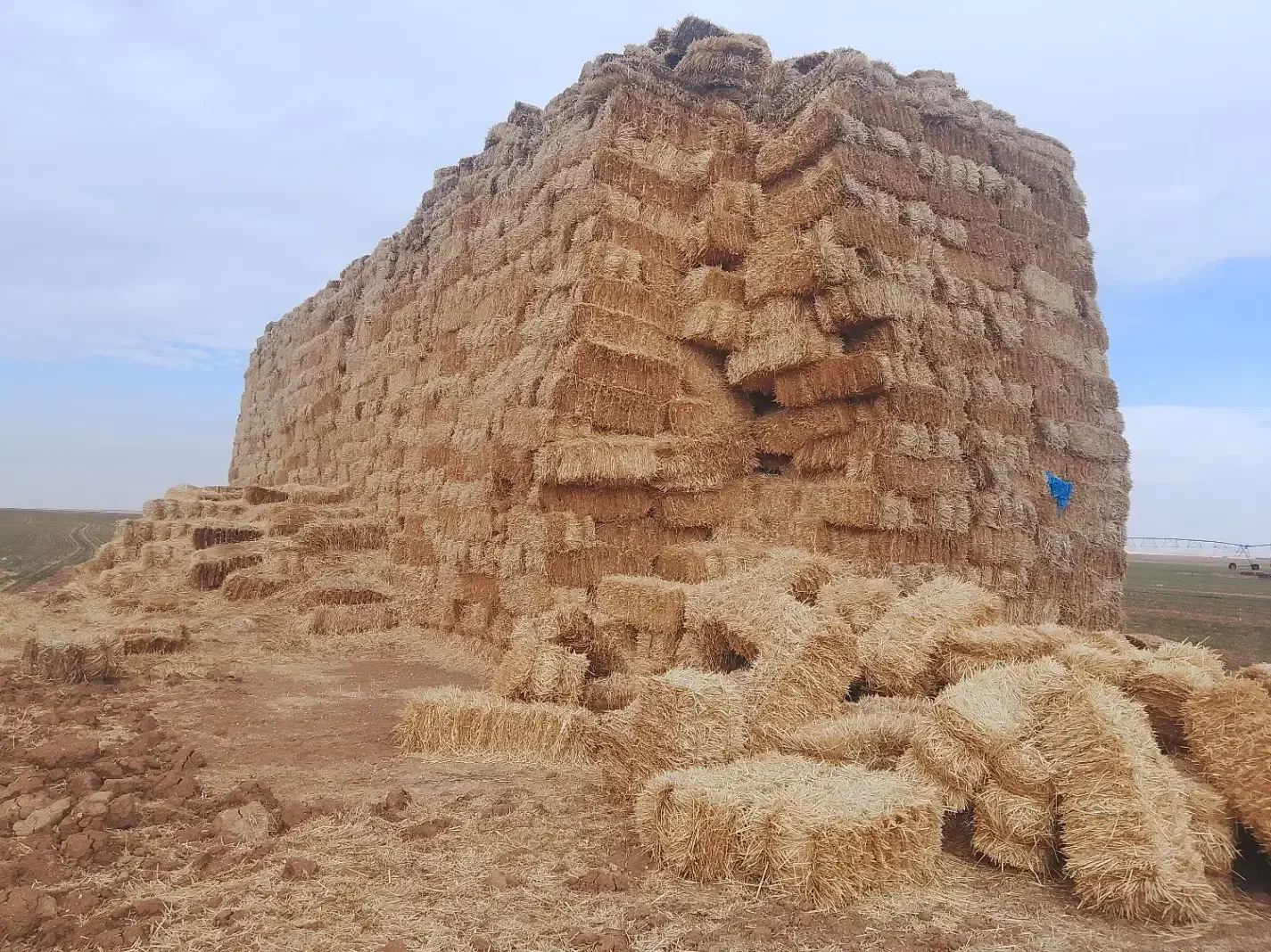 کلش گندم|لوازم جانبی حیوانات|بزینه رود, |دیوار