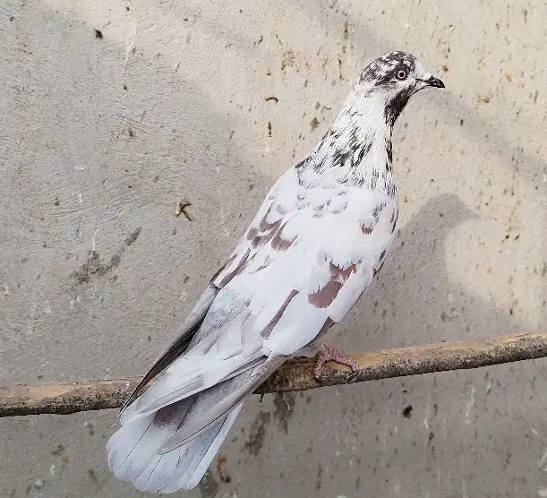 طوقی و پرشی|پرنده|قم, دروازه ری|دیوار