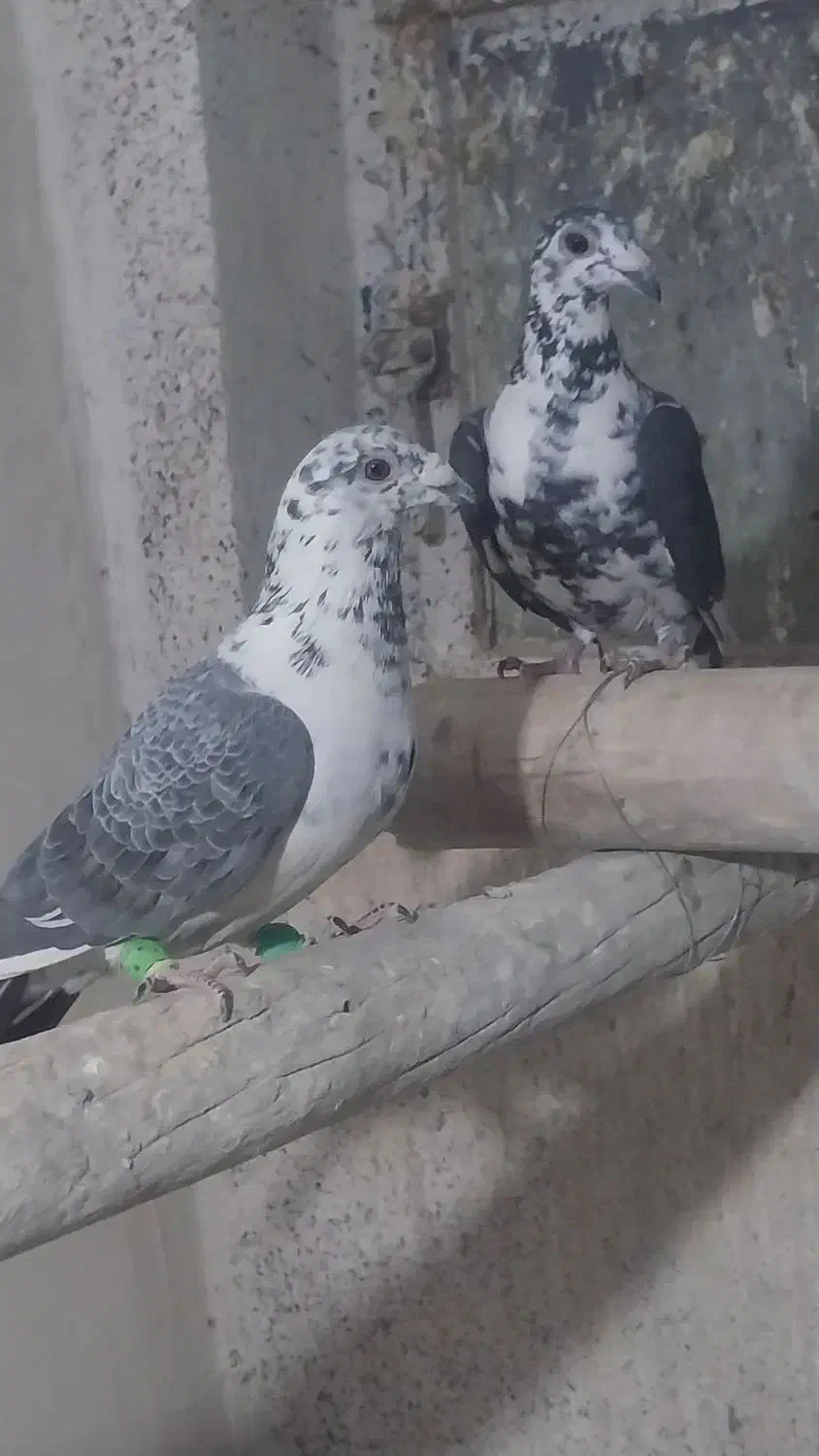 نرو ماده سینه سفید|پرنده|شیراز, کفترک|دیوار