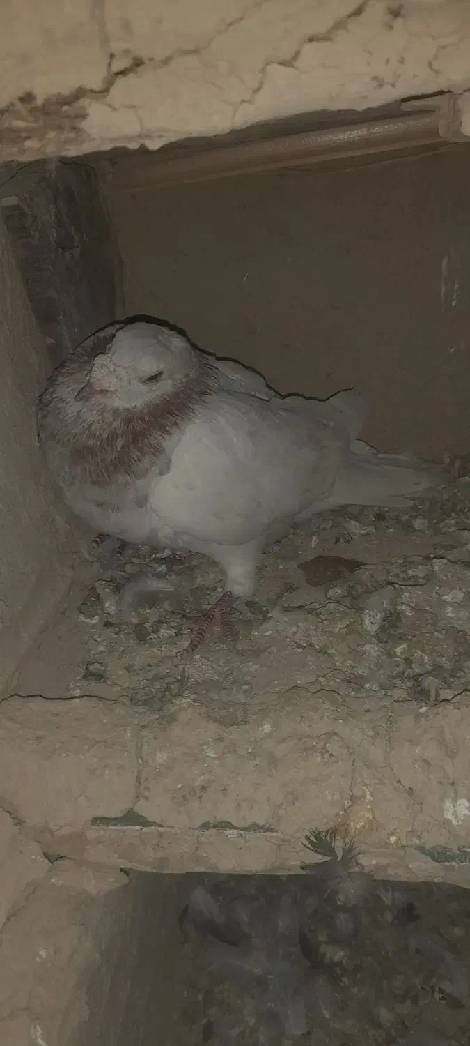 سه عدد نر پرشی|پرنده|بجنورد, |دیوار