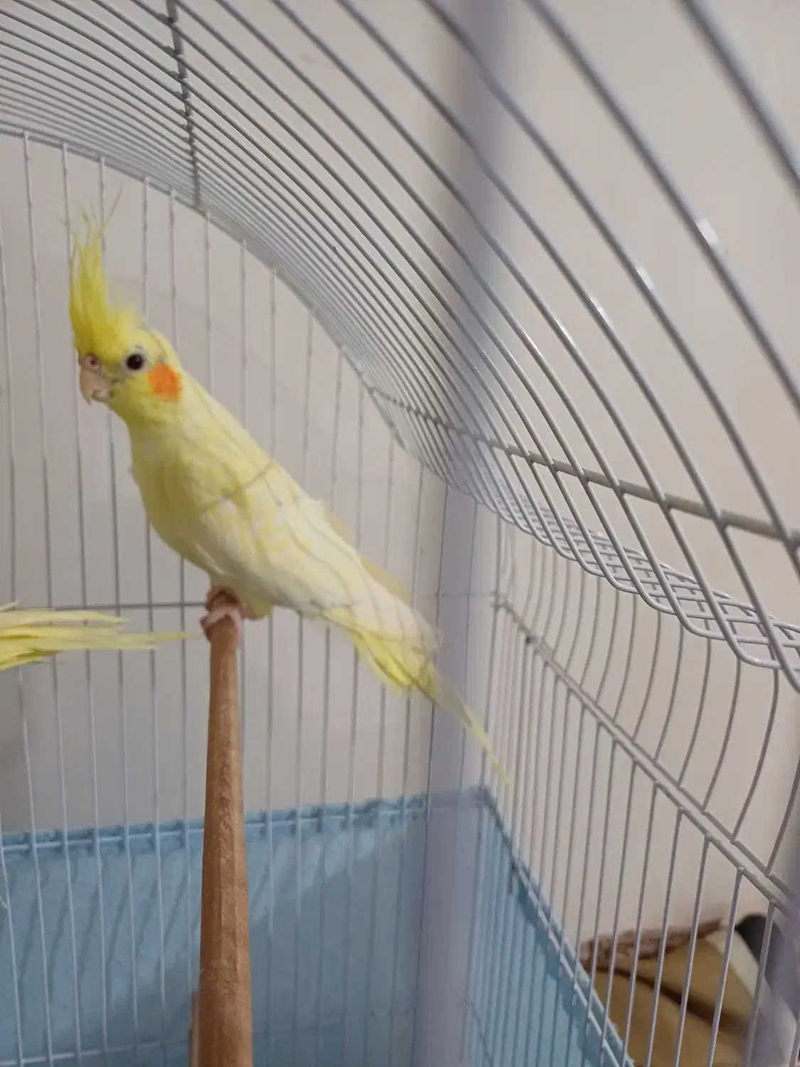 عروس هلندی|پرنده|رشت, لاکان شهر|دیوار