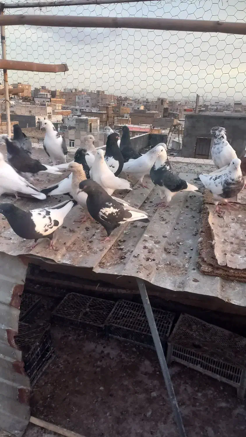 پرنده|حیوانات|زنجان, |دیوار