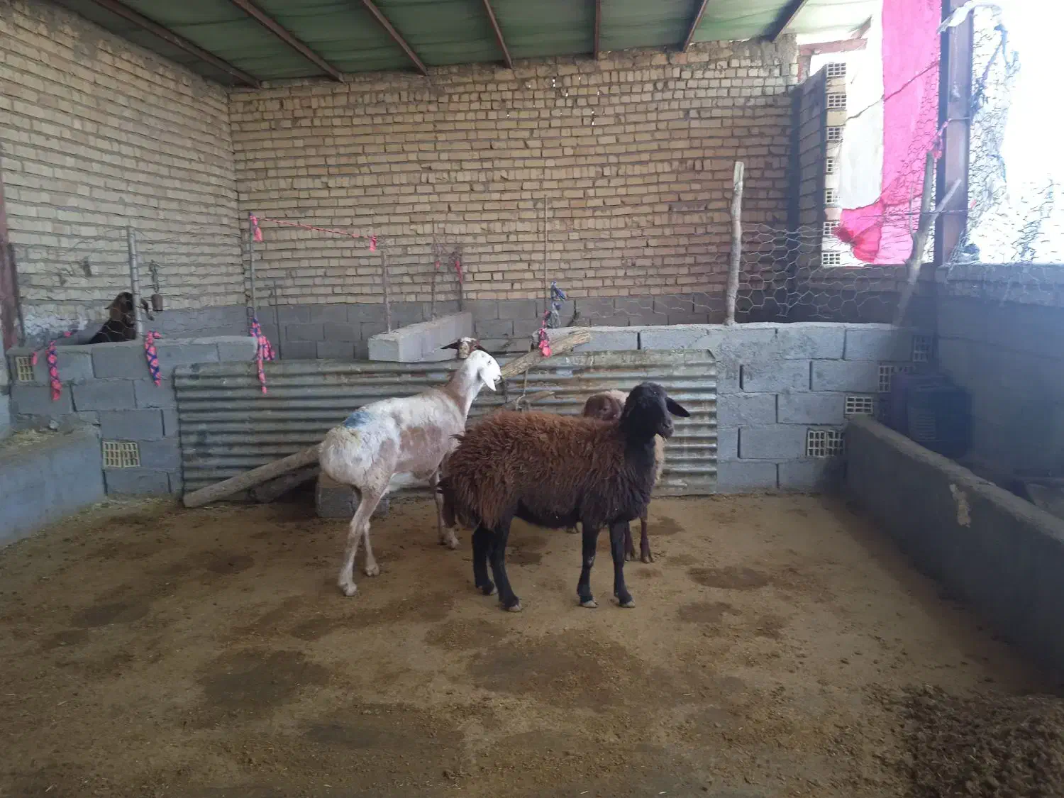 ۳شیشک|حیوانات مزرعه|کوهدشت, |دیوار