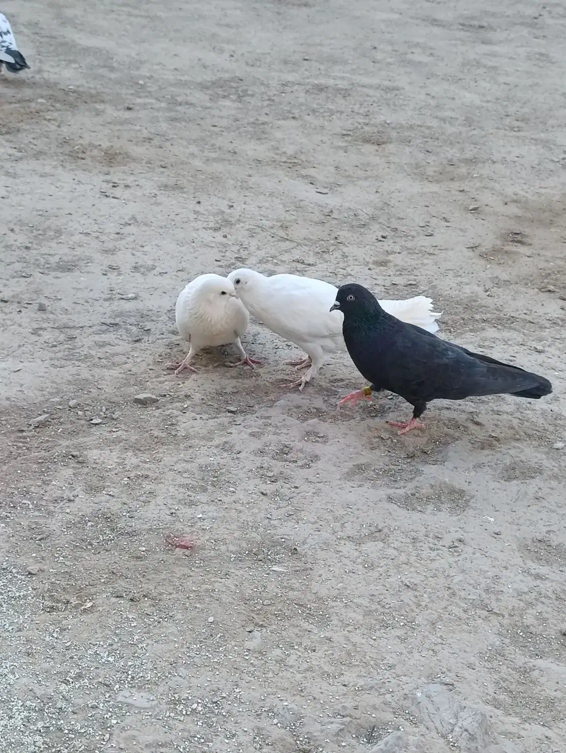 کفتر ایرانی و پاکستانی|پرنده|پیپ, |دیوار