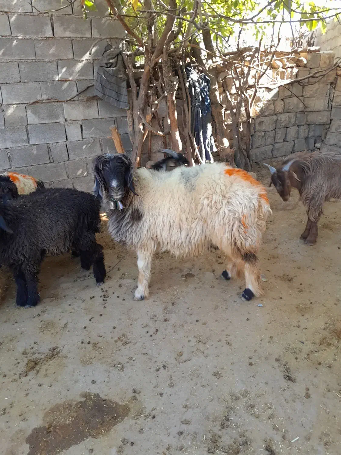 ۲۳ ملیون|حیوانات مزرعه|بازفت, |دیوار