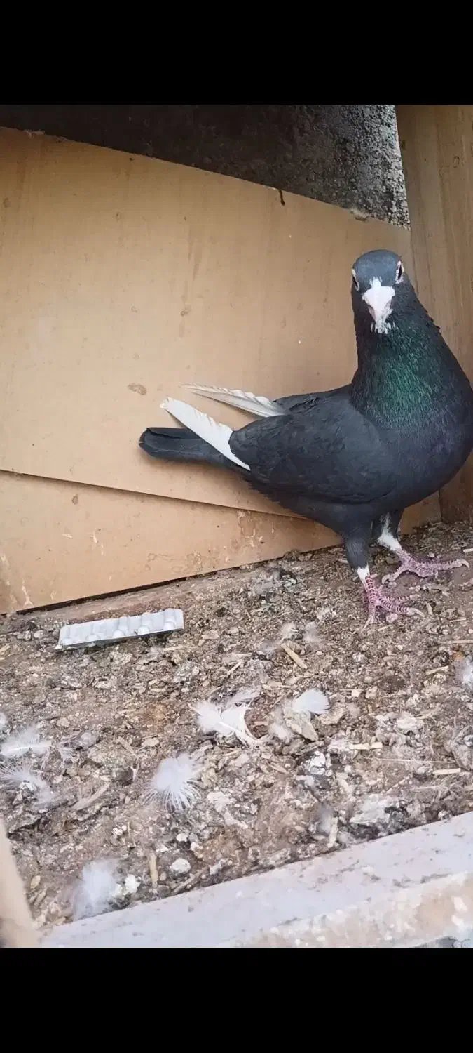 نر پلنگ|پرنده|بم, |دیوار