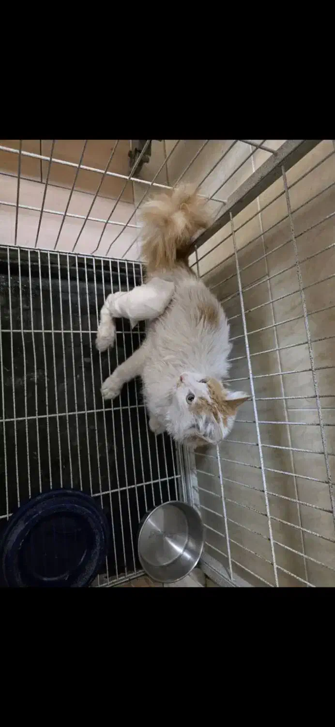 واگذاری رایگان گربه|گربه|کرج, جهانشهر|دیوار