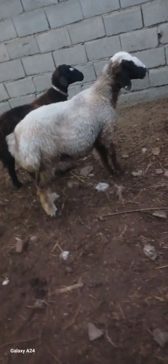 شیشک ۱۸ ماه چاق بختیاری ترکمنی|حیوانات مزرعه|کلاله, |دیوار