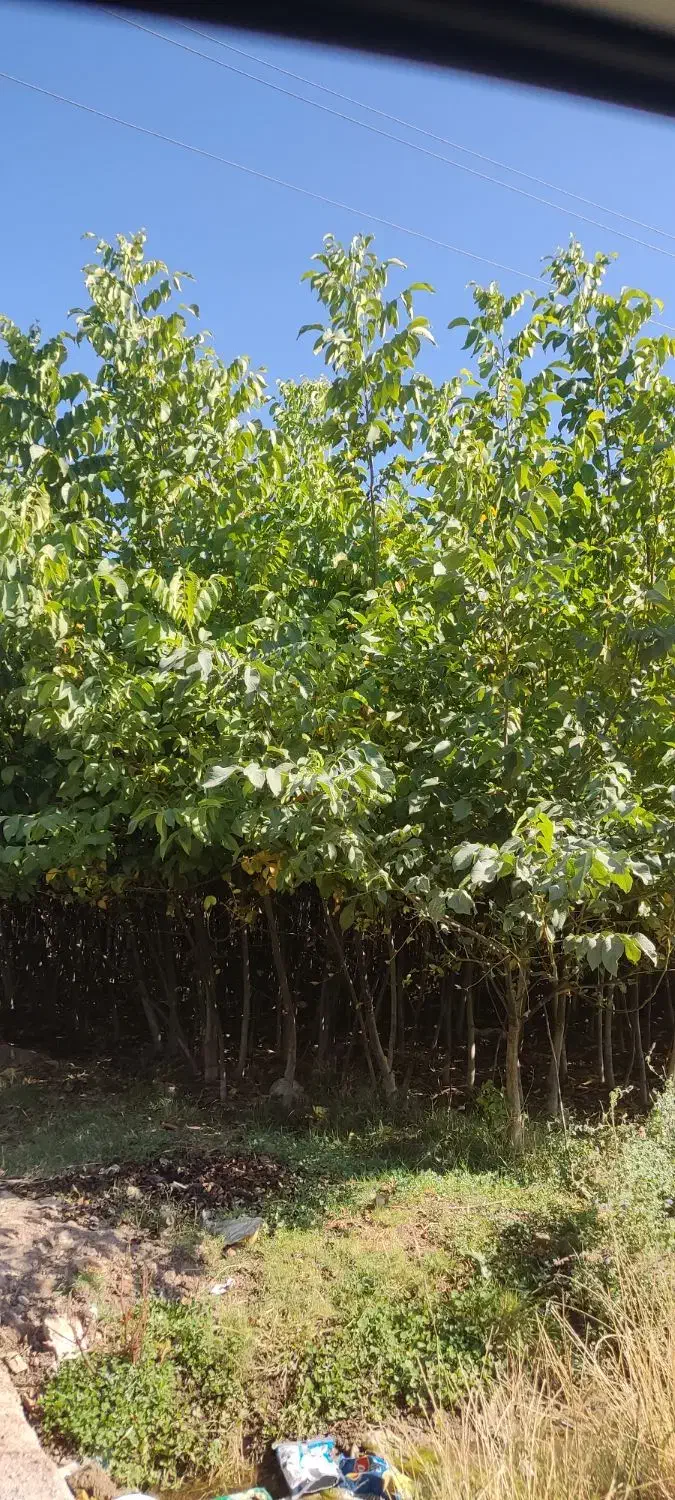 فروش نهال گردو|خدمات باغبانی و درختکاری|الشتر, |دیوار