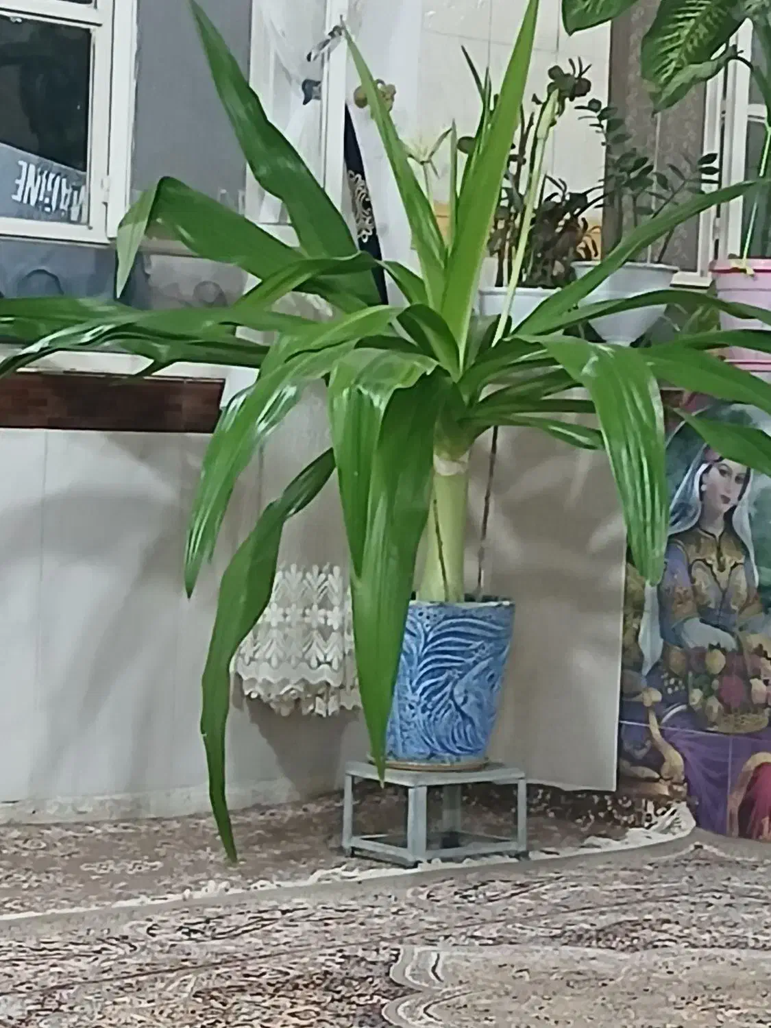 فروش گل در کلاته عرب|گل و گیاه طبیعی|عطاملک, |دیوار