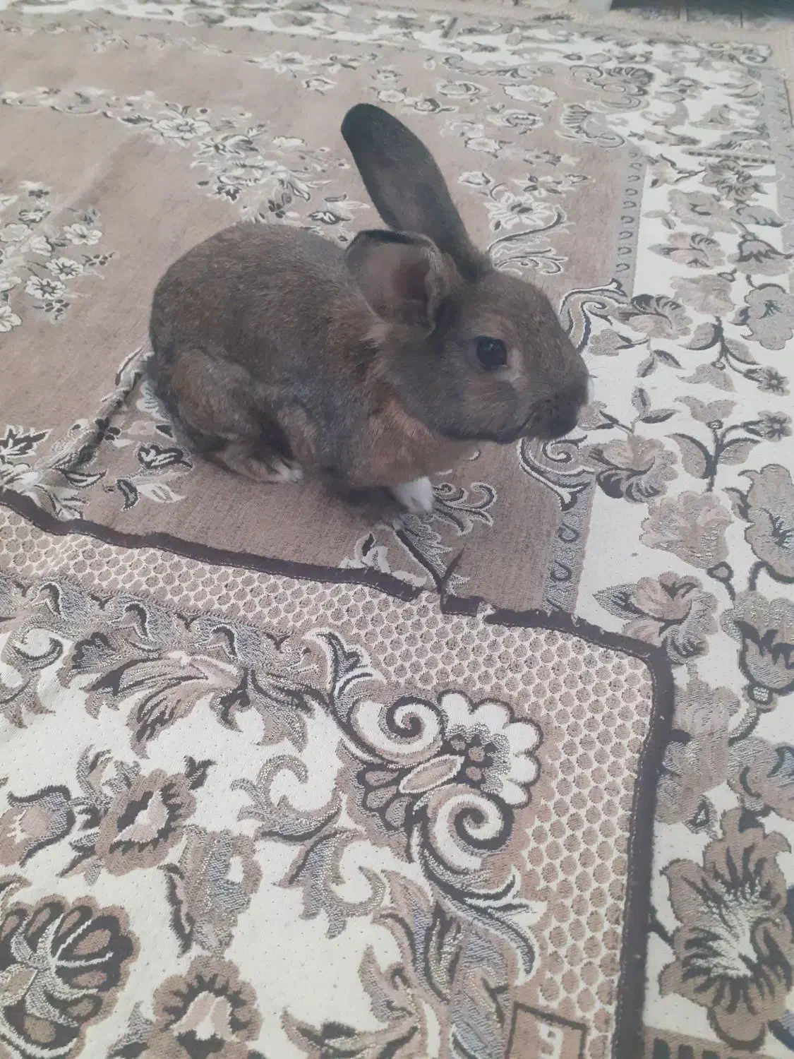 خرگوش نر ،یکونیم ساله|موش و خرگوش|تهران, تهرانپارس شرقی|دیوار