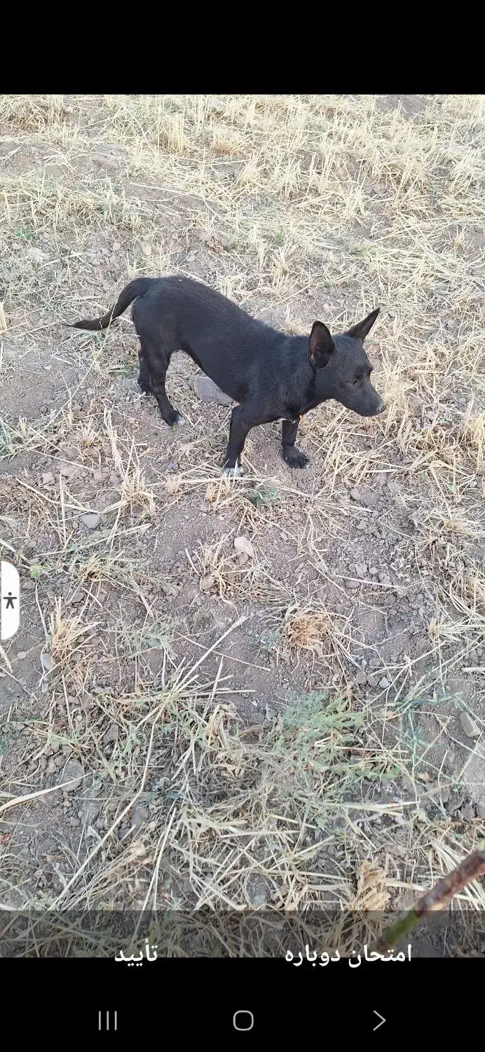 سگ‌‌پاکوتاه|سگ|اهر, |دیوار