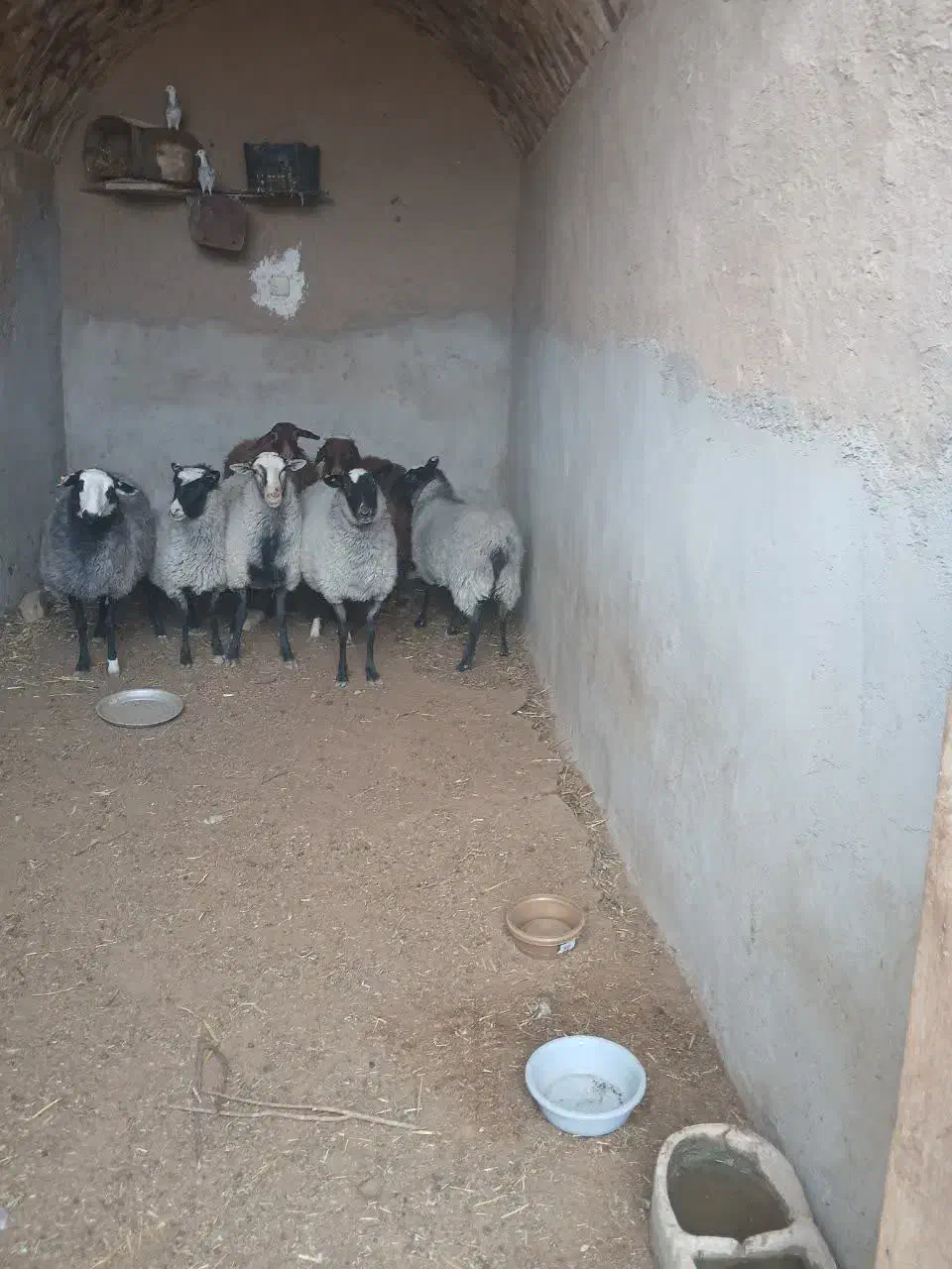 فروش بره ماده و نر رومانو|حیوانات مزرعه|بادرود, |دیوار