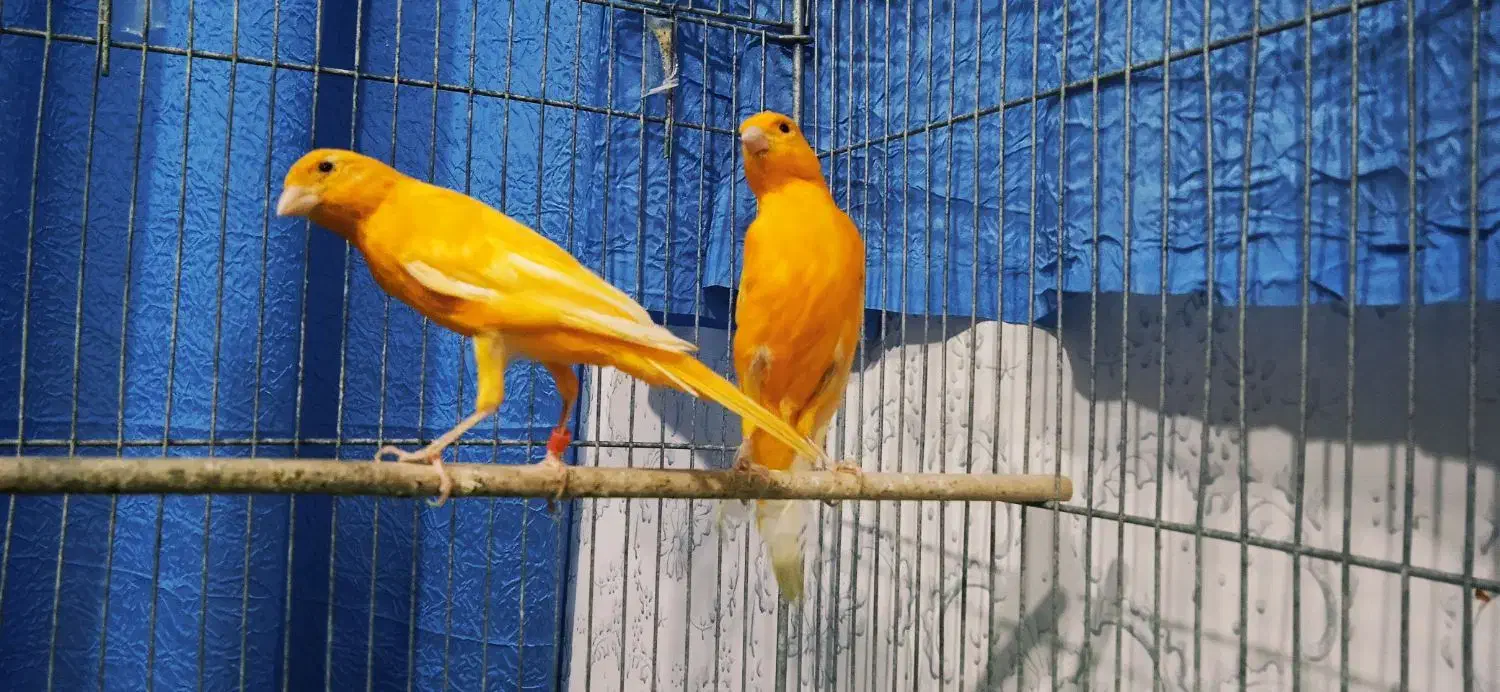 قناری، فولادشهر اصفهان|پرنده|بندر ماهشهر, |دیوار