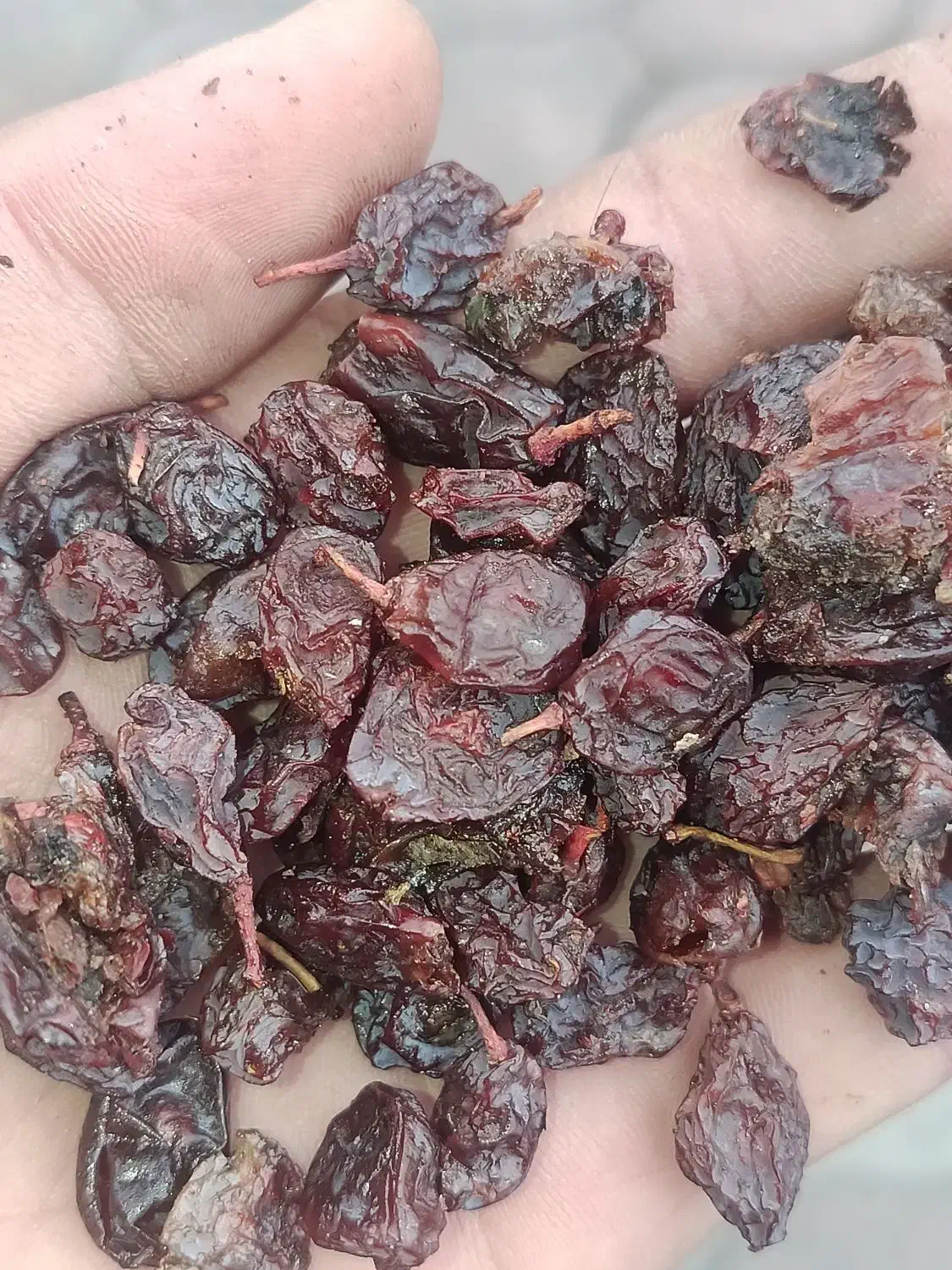 کشمش ابگیری|عمدهفروشی|لولمان, |دیوار