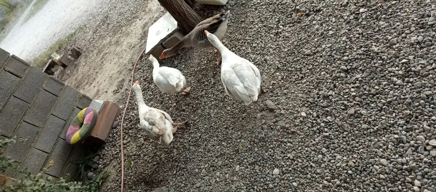 غاز|حیوانات مزرعه|گنبد کاووس, |دیوار