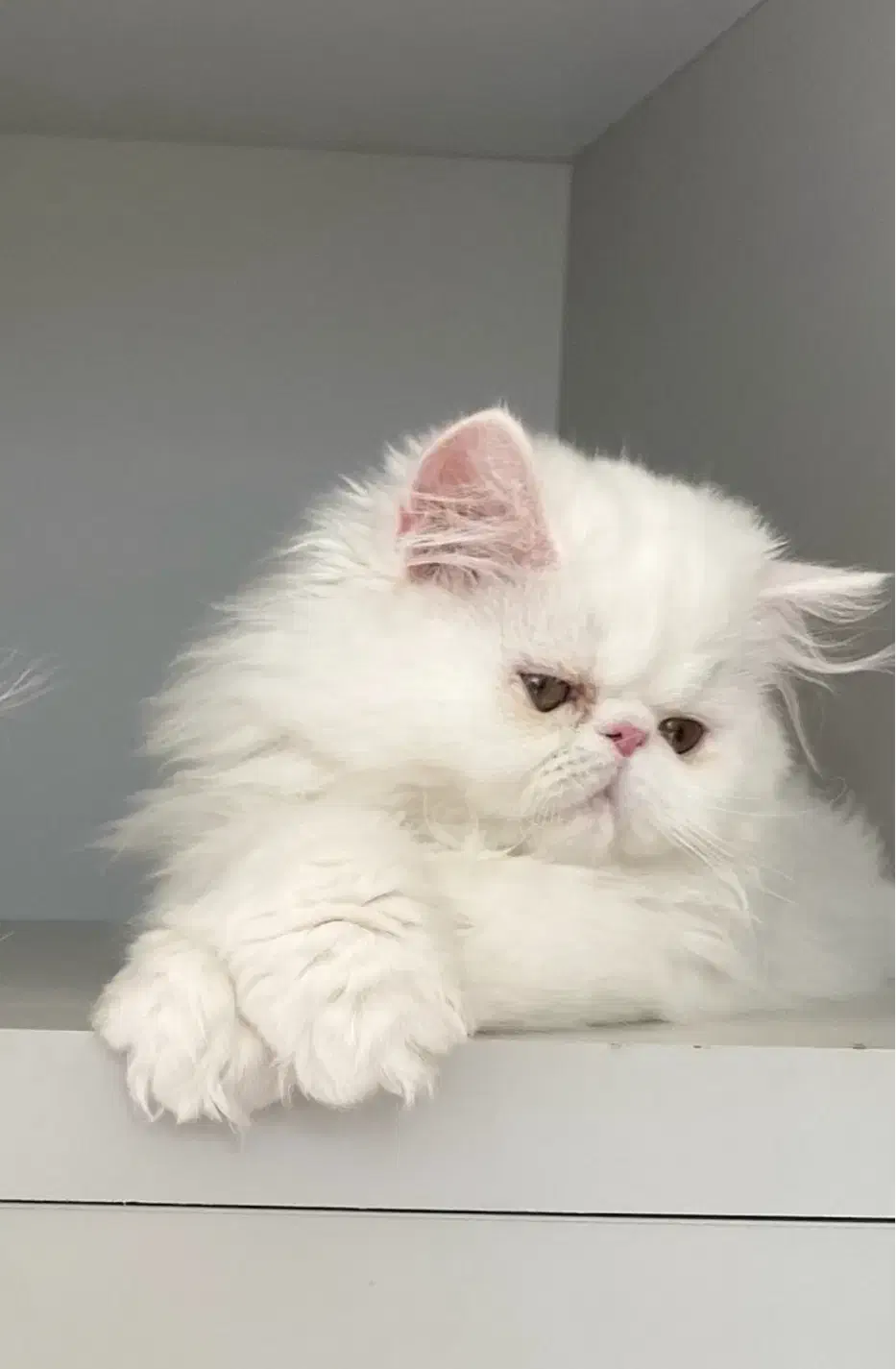 گربه  پرشین  سوپر فلت پسر ۳ ماهه|گربه|تبریز, |دیوار