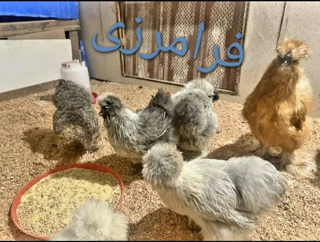 تخم نطفه دار مرغ ابریشمی بالای 85درصد|حیوانات مزرعه|ری, ظهیرآباد|دیوار