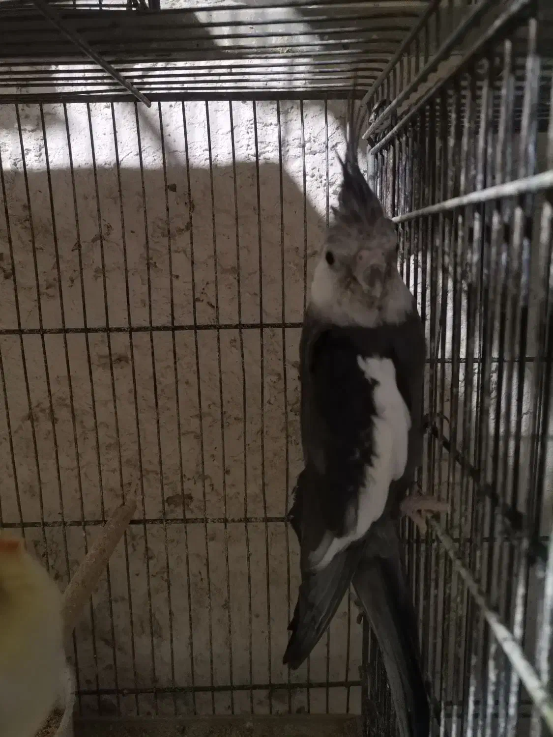 مرغ عشق انگلیسی وکوتوله وعروس هلندی مولد|پرنده|قم, هنرستان|دیوار