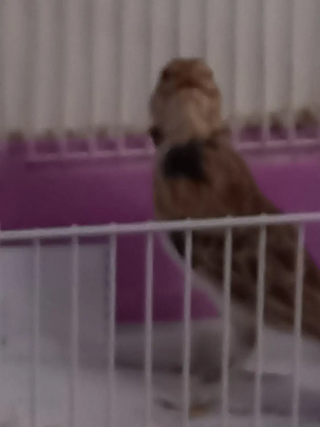 سهره خاکی بخان|پرنده|اردبیل, |دیوار