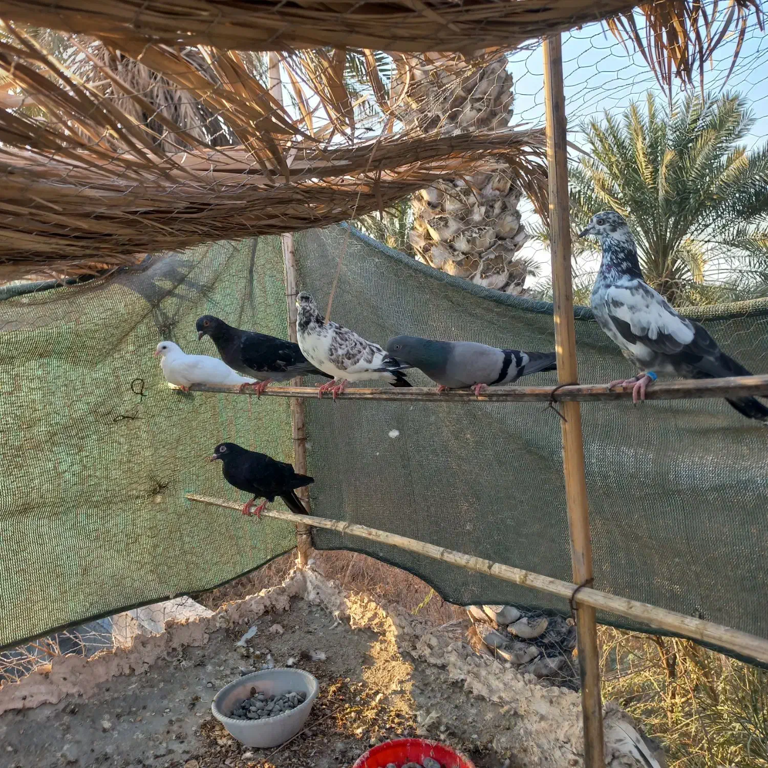 کفتر پلاکی|پرنده|بیکاه, |دیوار