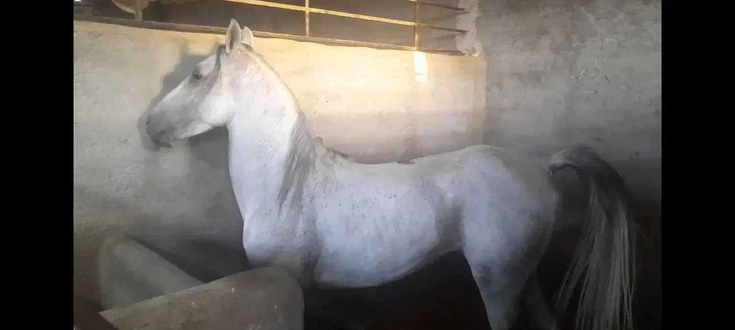 کامران ،کاوه، کارن|اسب و تجهیزات اسب‌سواری|اصفهان, باغ زرشک|دیوار