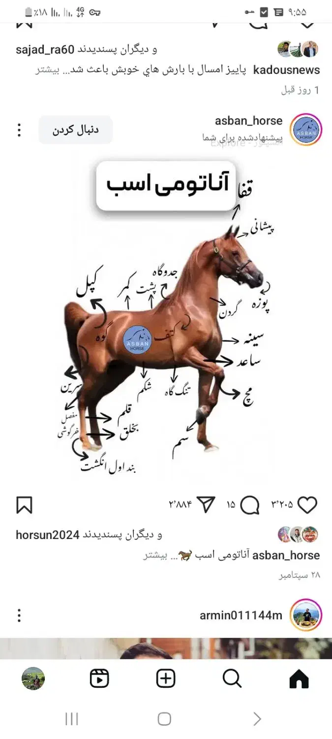 نریان چهار سال مناسب سخت پسندان برایه کورس|اسب و تجهیزات اسب‌سواری|ماسال, |دیوار