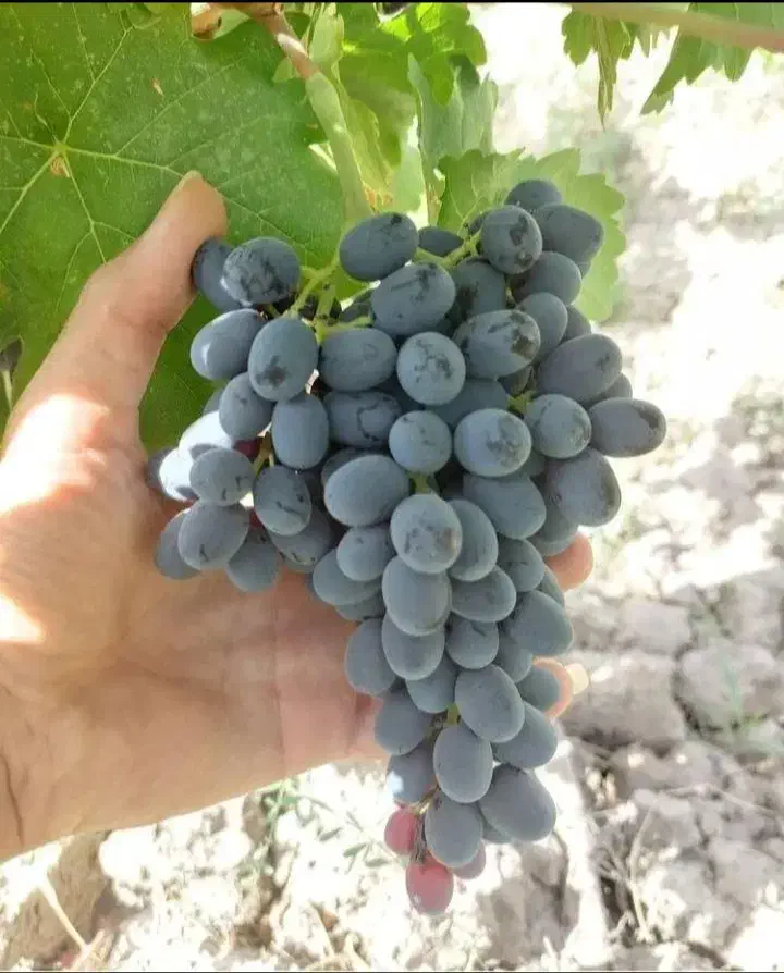 نهال انگور ترکمن درخت انگور بیدانه سیاه ،نهالستان|خدمات باغبانی و درختکاری|مشهد, خواجه ربیع|دیوار