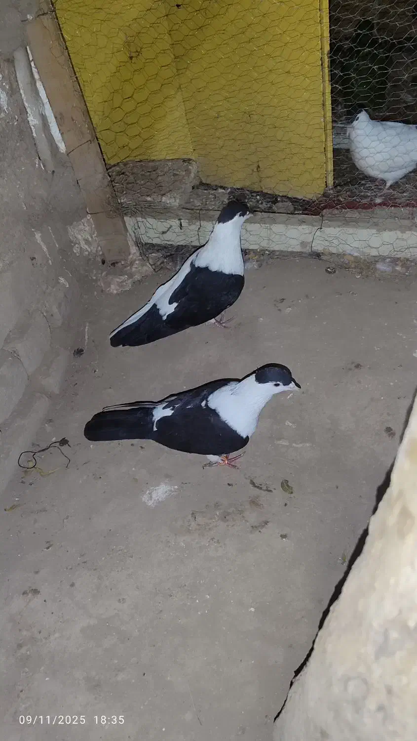 کفتر افغانی|پرنده|کاشان, گریه|دیوار