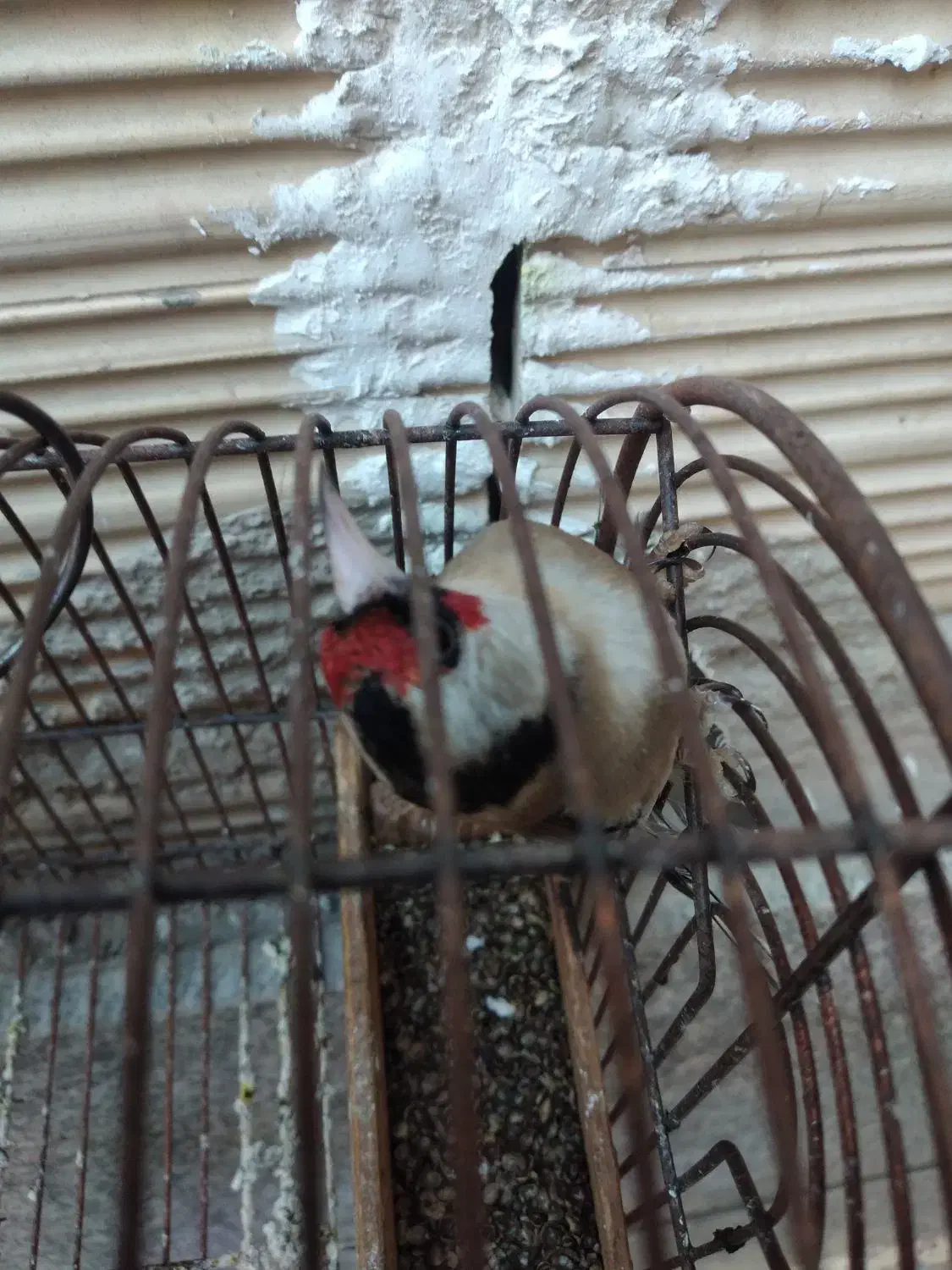 سهره و قناری|پرنده|شیراز, کوشک میدان|دیوار