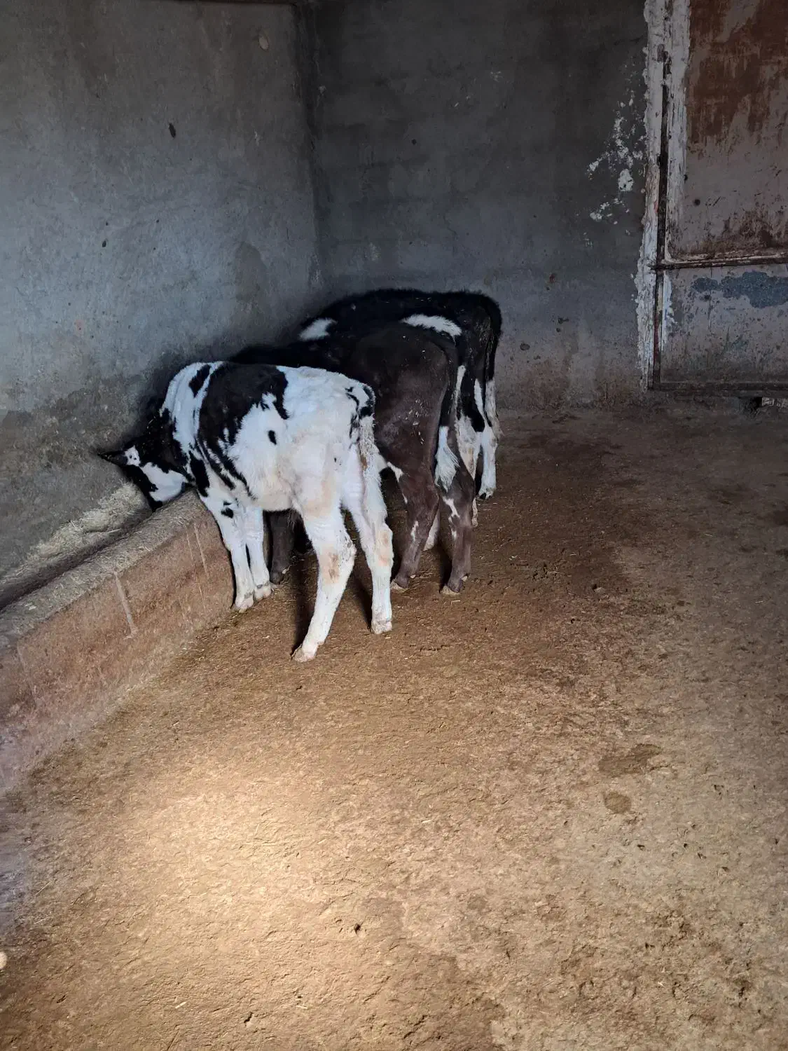 گوساله نر ماده|حیوانات مزرعه|خانمیرزا, |دیوار