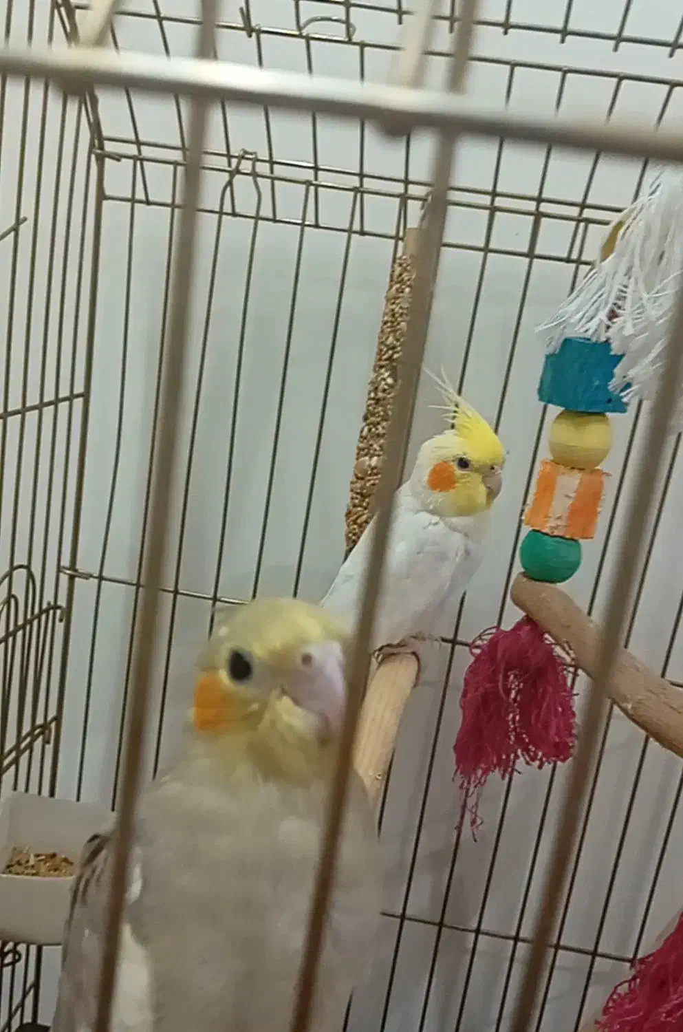 عروس هلندی|پرنده|تهران, والفجر (افسریه)|دیوار