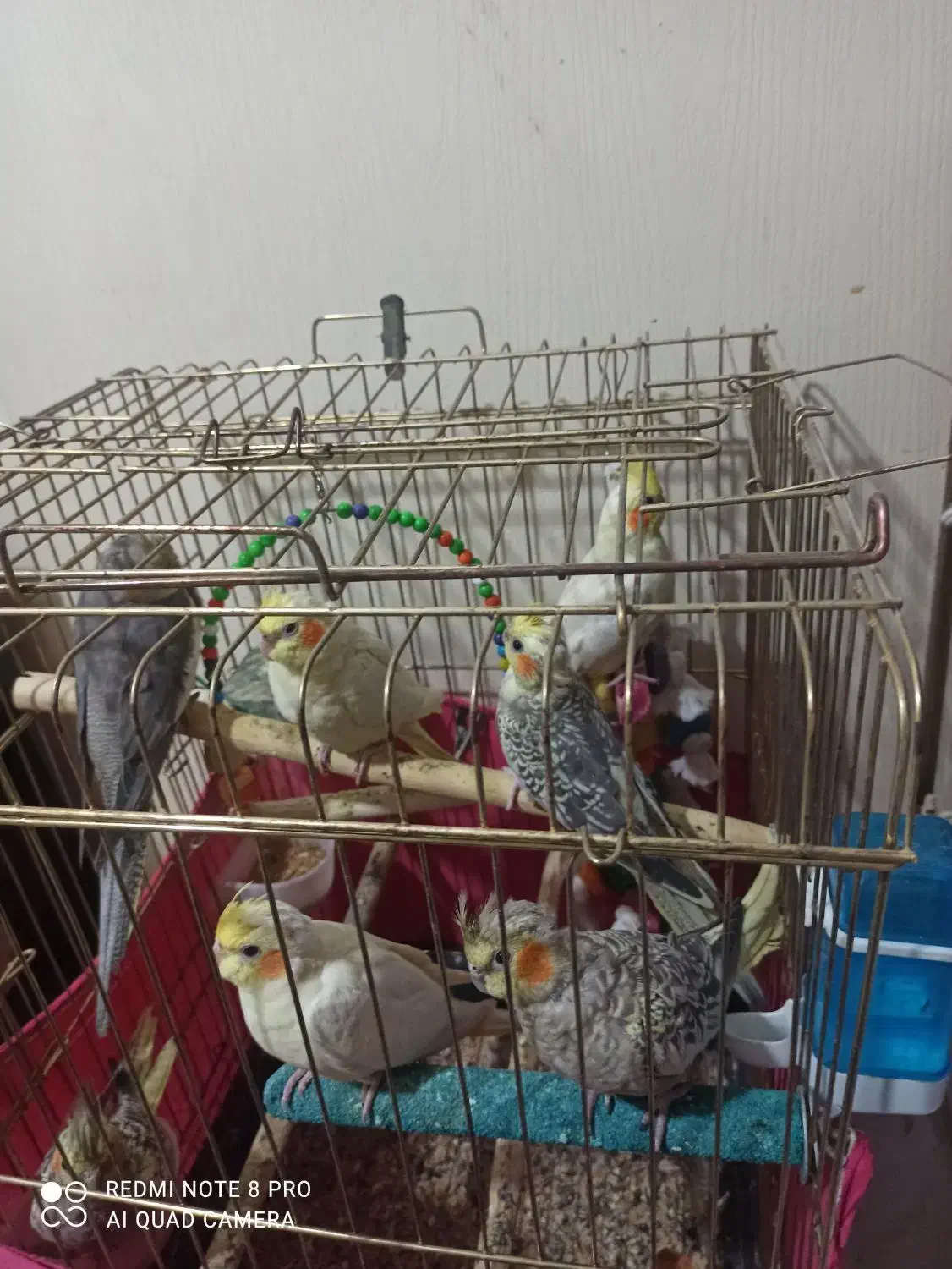 عروس هلندی|پرنده|پاکدشت, پاکدشت (مامازند)|دیوار