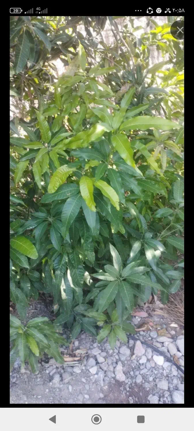 انبه پیوندی از بهترین نژادها|گل و گیاه طبیعی|میناب, |دیوار