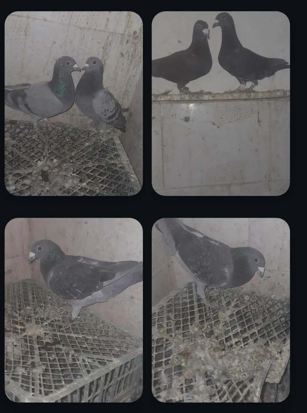 کبوتر|پرنده|قاسم‌آباد (خواف), |دیوار