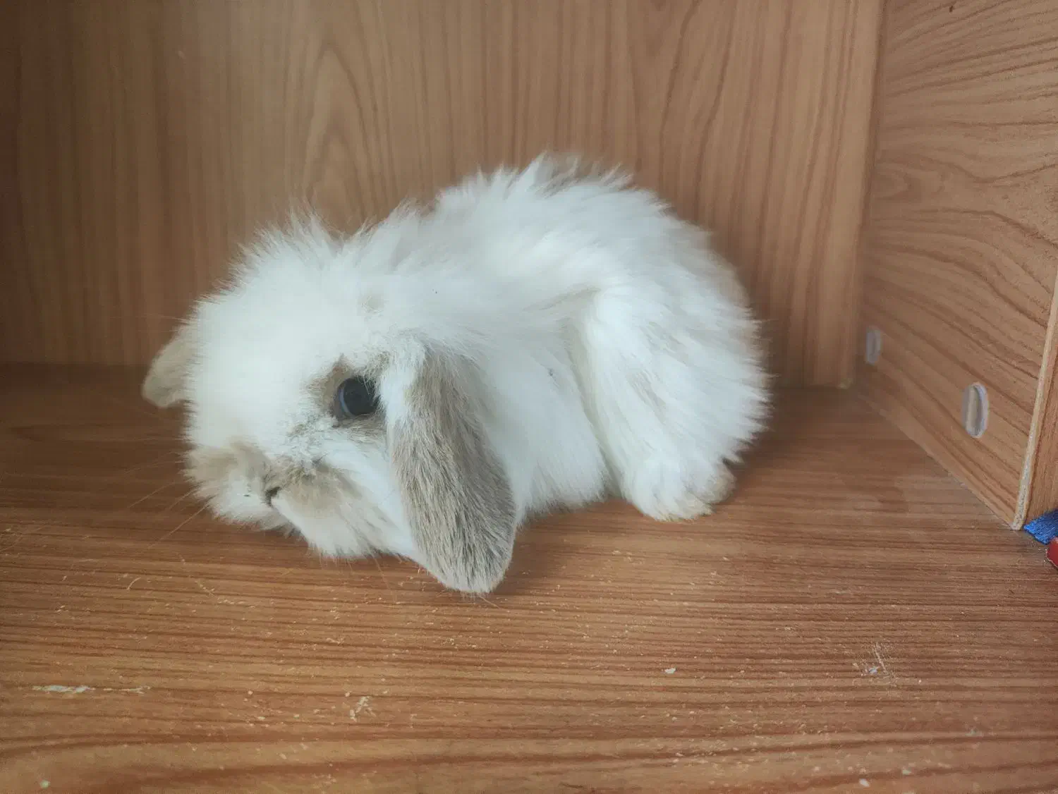 خرگوش لوپ اصیل|موش و خرگوش|زاهدان, |دیوار