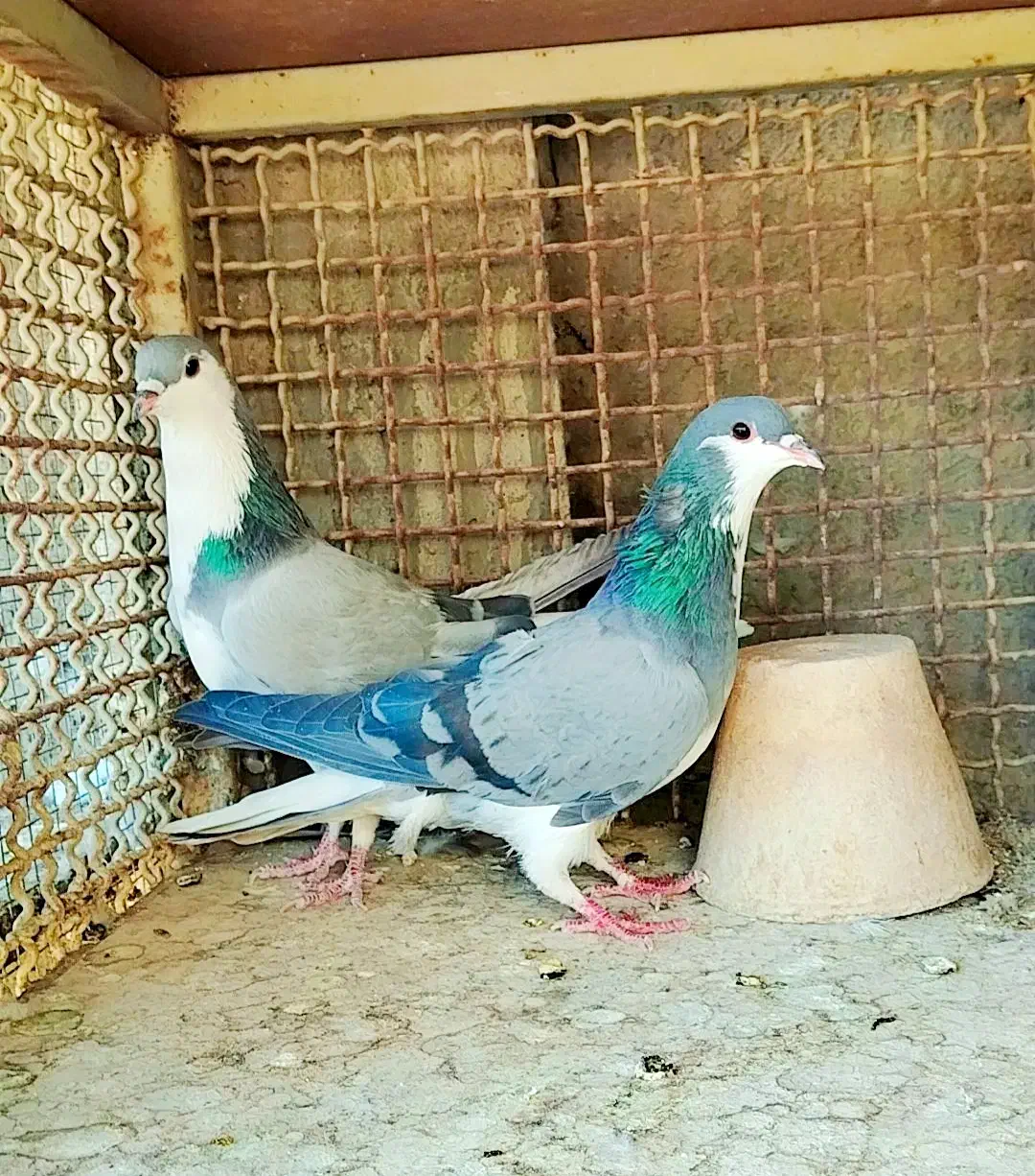 دمگیر|پرنده|اصفهان, جی شیر|دیوار