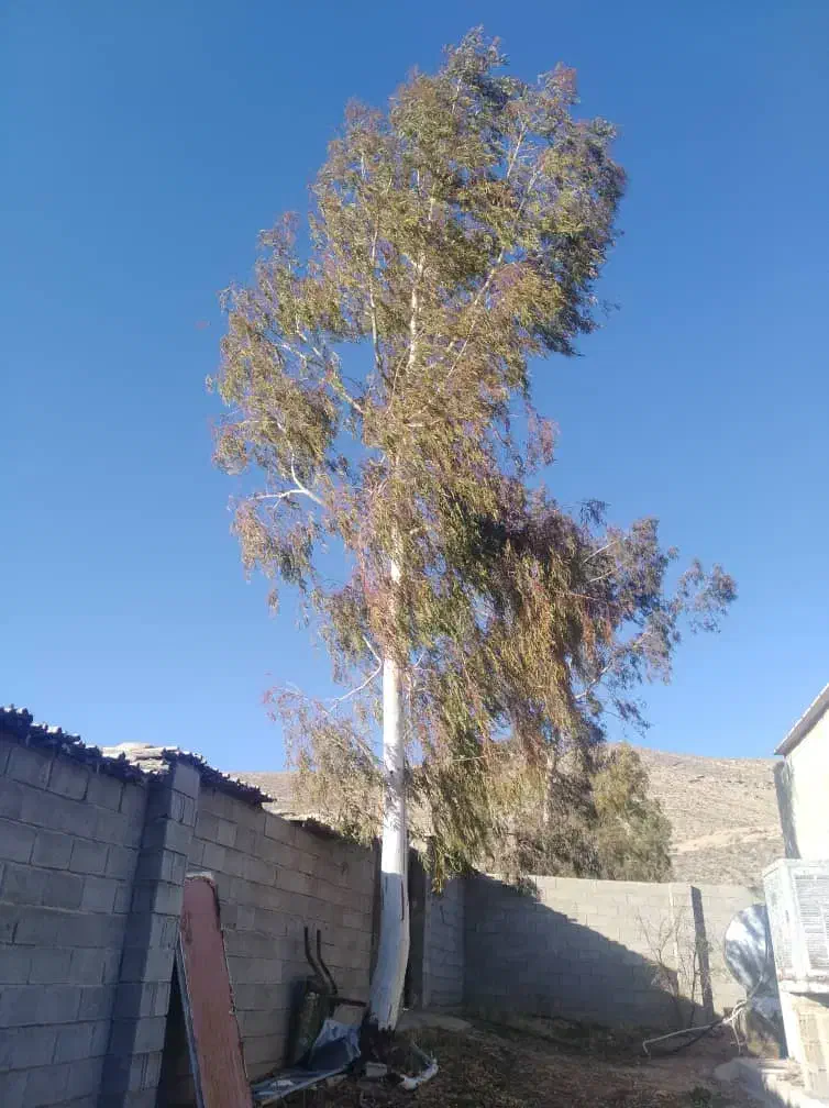 برش درخت و خرید چوب|خدمات باغبانی و درختکاری|شیراز, شریفآباد|دیوار