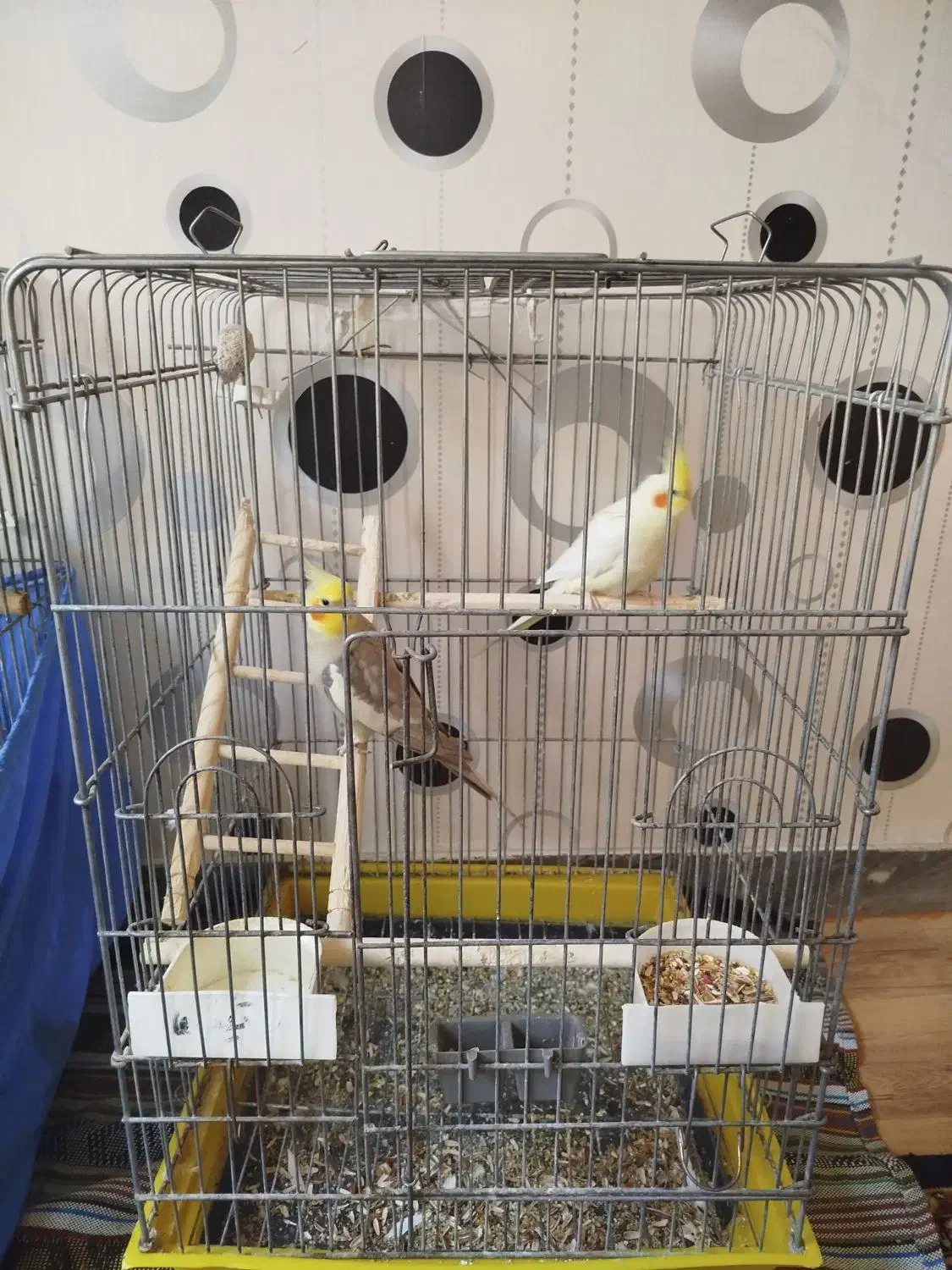 عروس هلندی آهویی|پرنده|تهران, مشیریه|دیوار