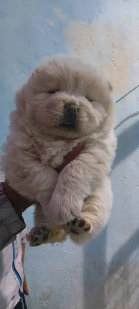 فروش توله چاوچاو چمپیون و خرسی اصل|سگ|کرج, مهرویلا شمالی|دیوار