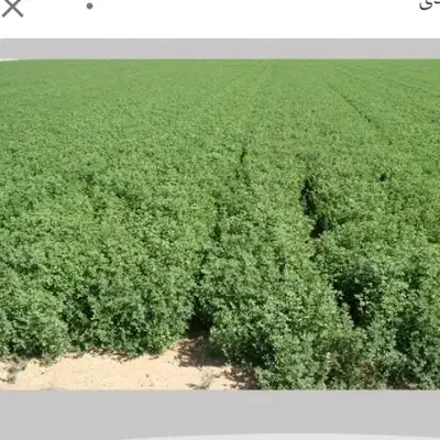 یونجه وعلف ساده|لوازم جانبی حیوانات|مراغه, |دیوار